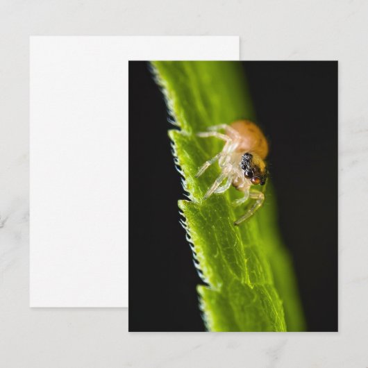 Niedlich Baby Jumping Spider - Salticid (Vorne/Hinten)