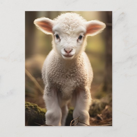 Niedlich Baby Lamp Ewe - Funny Farm Animes Postkarte (Vorderseite)