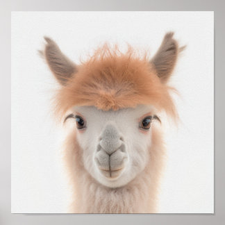 Niedlich Baby Llama Portrait (Alpaca) | 1:1 Poster