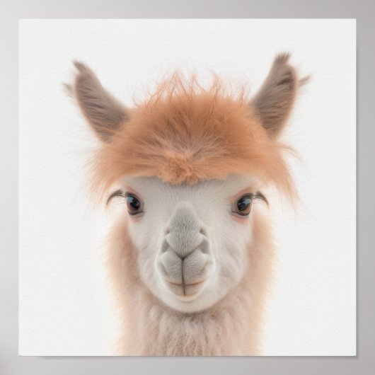 Niedlich Baby Llama Portrait (Alpaca) | 1:1 Poster (Vorne)