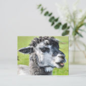Niedlich Baby Llama Postkarte (Stehend Vorderseite)