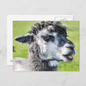 Niedlich Baby Llama Postkarte (Vorne/Hinten)
