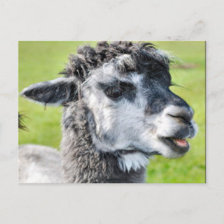 Niedlich Baby Llama Postkarte
