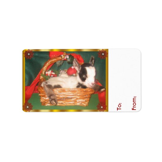 Niedlich Baby Myotonic Goat Weihnachtsgeschenk Tag Adressaufkleber (Vorne)