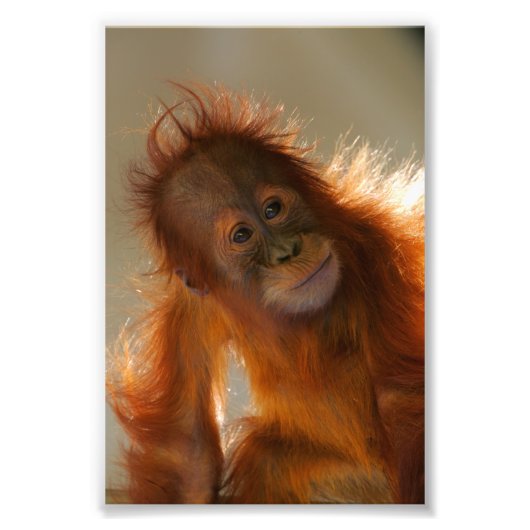 Niedlich Baby Orangutan Fotodruck (Vorne)