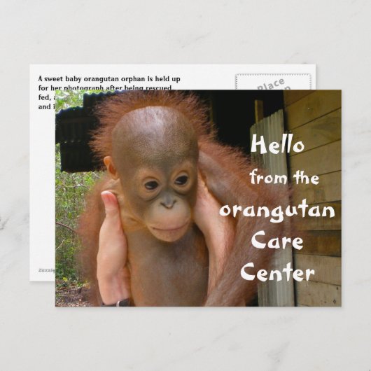 Niedlich Baby Orangutan Orphan Postkarte (Vorne/Hinten)