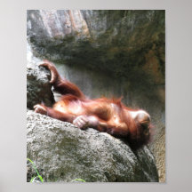 Niedlich Baby Orangutan Wohngestaltung Poster