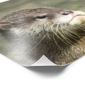 Niedlich Baby Otter Fotodruck (Ecke)
