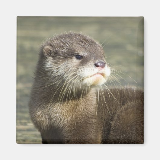 Niedlich Baby Otter Magnet (Vorne)