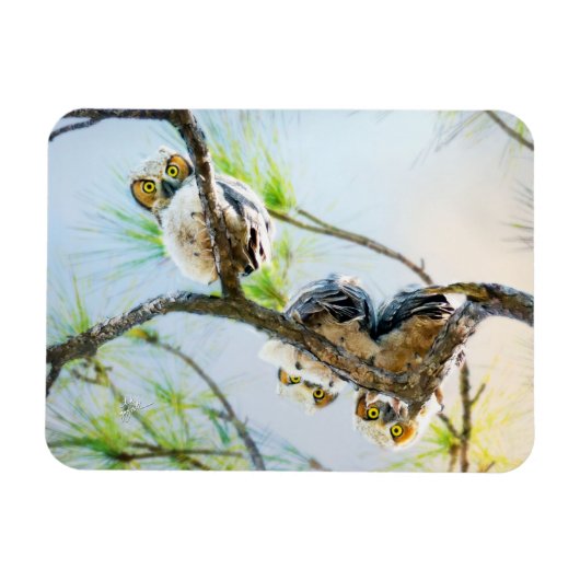 Niedlich Baby Owls Wildlife Fotografy Magnet (Horizontal)