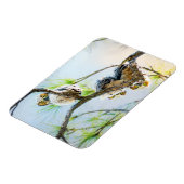 Niedlich Baby Owls Wildlife Fotografy Magnet (Linke Seite)