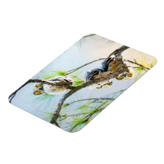 Niedlich Baby Owls Wildlife Fotografy Magnet (Linke Seite)