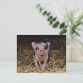 Niedlich Baby Pig Custom Postcard Postkarte (Stehend Vorderseite)