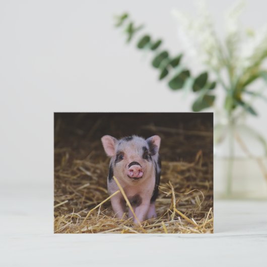 Niedlich Baby Pig Custom Postcard Postkarte (Stehend Vorderseite)