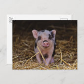 Niedlich Baby Pig Custom Postcard Postkarte (Vorne/Hinten)