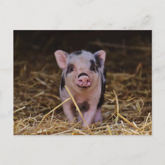 Niedlich Baby Pig Custom Postcard Postkarte (Vorderseite)