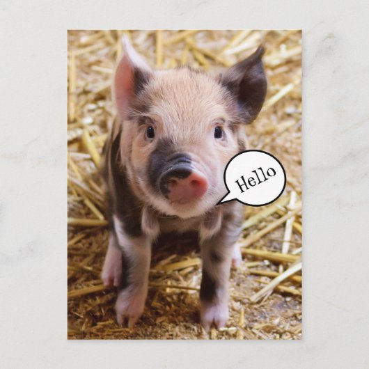 Niedlich Baby Pig Sprichwort Hallo Postkarte (Vorderseite)