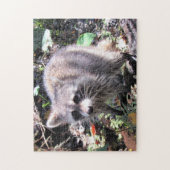 Niedlich Baby Raccoon Foraging Jigsaw Puzzle (Vertikal)