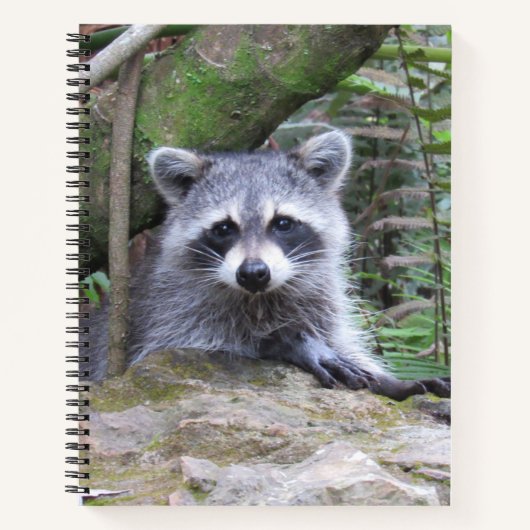 Niedlich Baby Raccoon Pic Notebook Notizblock (Vorderseite)