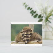 Niedlich Baby Raccoon Postkarte (Stehend Vorderseite)