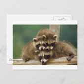 Niedlich Baby Raccoon Postkarte (Vorne/Hinten)