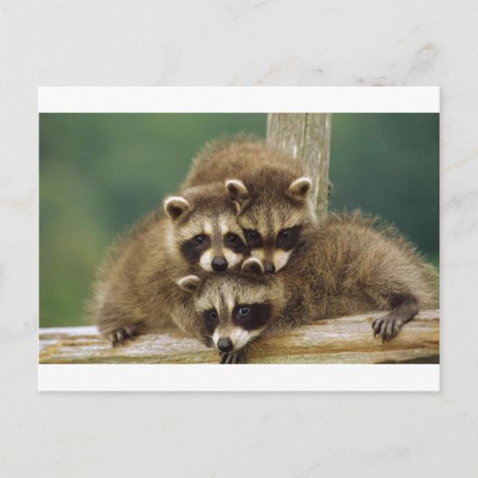 Niedlich Baby Raccoon Postkarte (Vorderseite)