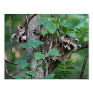 Niedlich Baby Raccoons Fotodruck
