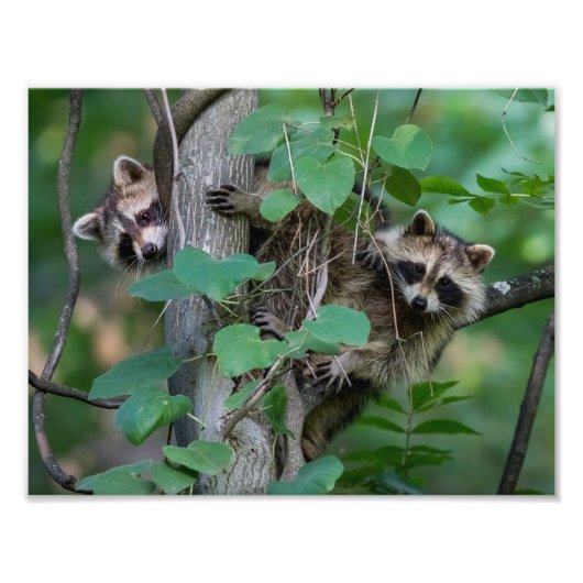 Niedlich Baby Raccoons Fotodruck (Vorne)