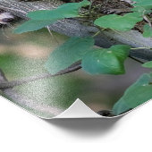 Niedlich Baby Raccoons Fotodruck (Ecke)