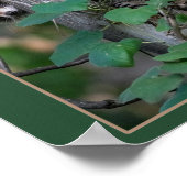 Niedlich Baby Raccoons Poster (Ecke)