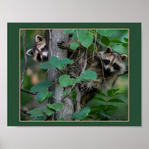 Niedlich Baby Raccoons Poster