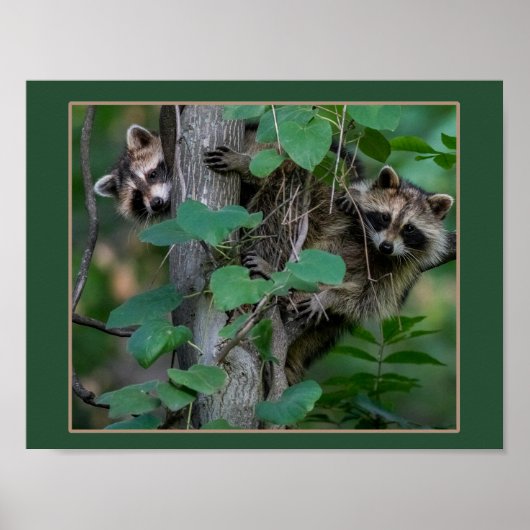 Niedlich Baby Raccoons Poster (Vorne)