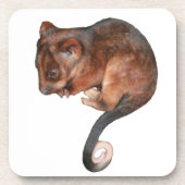 Niedlich Baby Ringtail Possum Getränkeuntersetzer (Vorderseite)