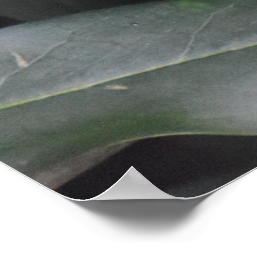 Niedlich Baby Robin Poster (Ecke)