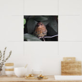 Niedlich Baby Robin Poster (Küche)