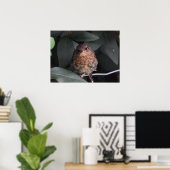 Niedlich Baby Robin Poster (Heimbüro)