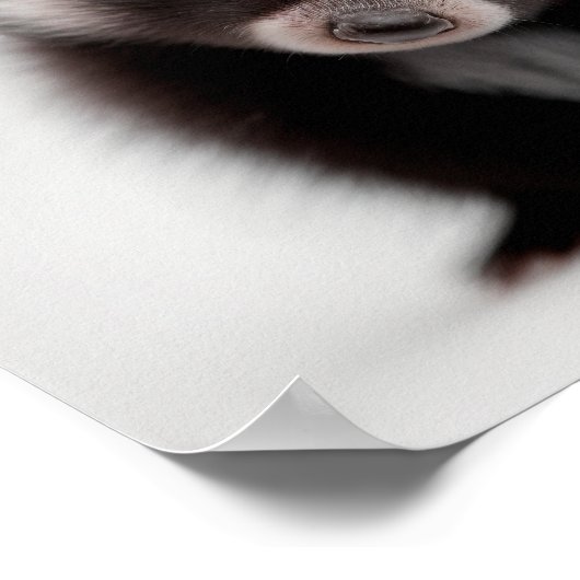 Niedlich Baby Skunk Portrait | Platz 1:1 Poster (Ecke)