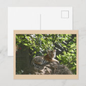 Niedlich Baby Tiger DIY Postkarte (Vorne/Hinten)