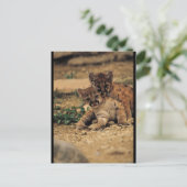 Niedlich Baby Tigers Postkarte (Stehend Vorderseite)
