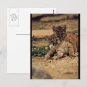 Niedlich Baby Tigers Postkarte (Vorne/Hinten)