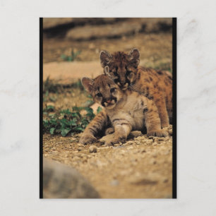 Niedlich Baby Tigers Postkarte