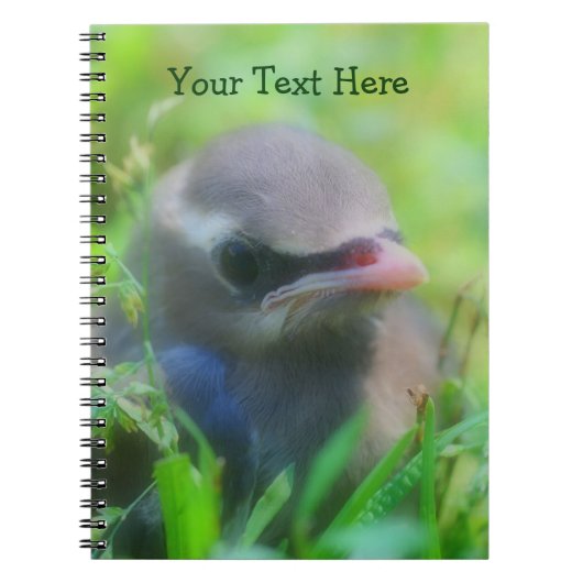 Niedlich Baby Waxwing Bird Animal Notebook Notizblock (Vorderseite)