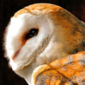 NIEDLICH BARN OWL KARTE