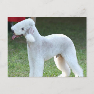 Niedlich Bedlington Terrier Postkarte
