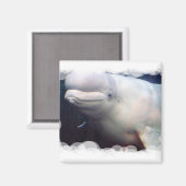 Niedlich Beluga Whale Magnet (Vorderseite/Rückseite)