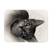 Niedlich Bengalisch Kitten Magnet (Horizontal)