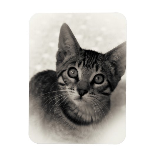 Niedlich Bengalisch Kitten Magnet (Vertikal)