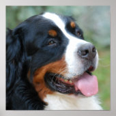 Niedlich-Bernese-Poster Poster (Vorne)