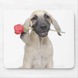 niedlich, Bewunderung, Romance, Liebe, Mousepad