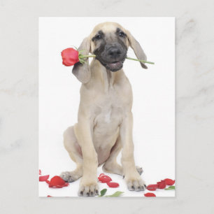 niedlich, Bewunderung, Romantik, Liebe, Postkarte